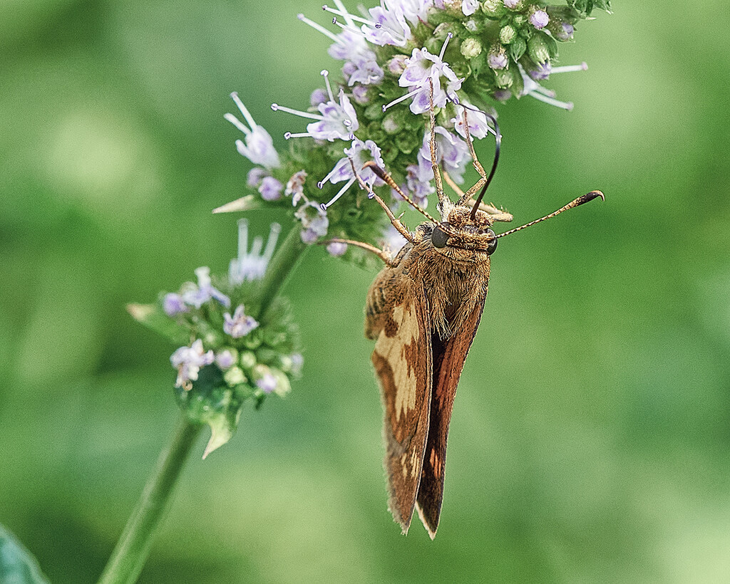 Golden Moth by gardencat