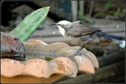 6th Aug 2021 - Grey-crowned Babbler