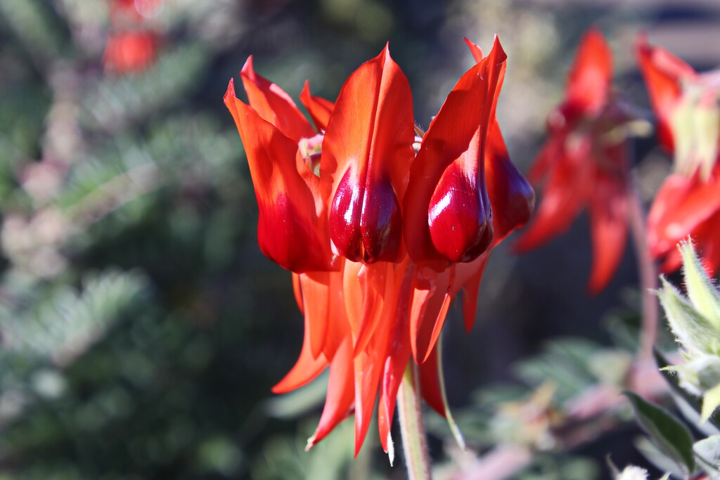 Sturt's Desert Pea Flower by terryliv