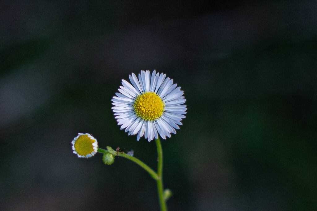 Sunlight on the Chamomile... by thewatersphotos