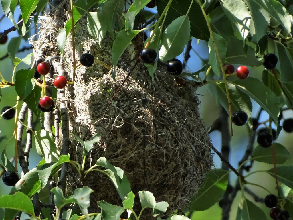 This Years Oriole Nest by brillomick