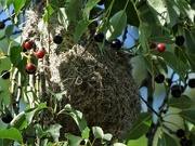 5th Aug 2021 - This Years Oriole Nest