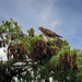 Juvenile Eagle by rosiekerr