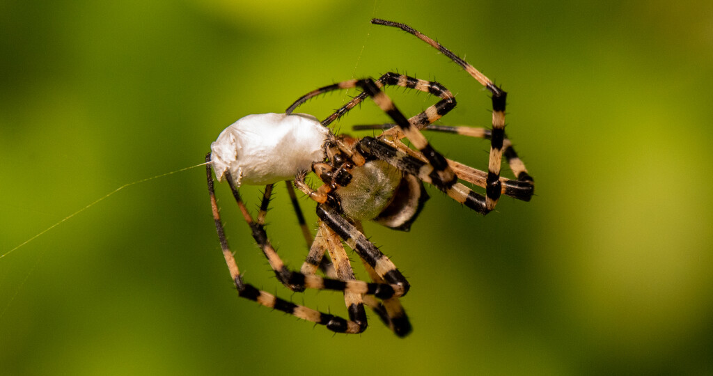 Spider, Wrapping up It's Prey, for Later! by rickster549