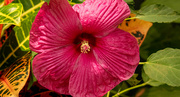 6th Aug 2021 - Last Hibuscus Flower on the Bush!