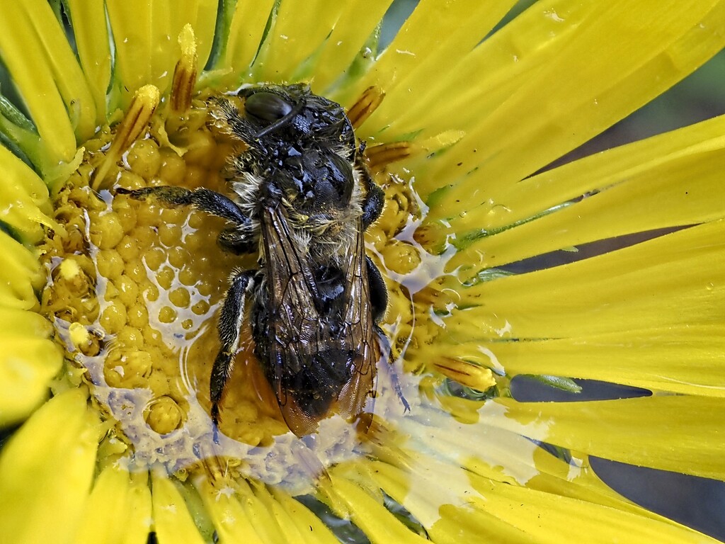 Wet Bee by mitchell304