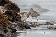 6th Aug 2021 - Black-bellied Plover