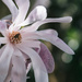 August magnolia with bokeh by brigette