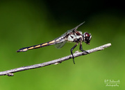 7th Aug 2021 - Dragonflies are cool