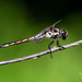 Dragonflies are cool by photographycrazy