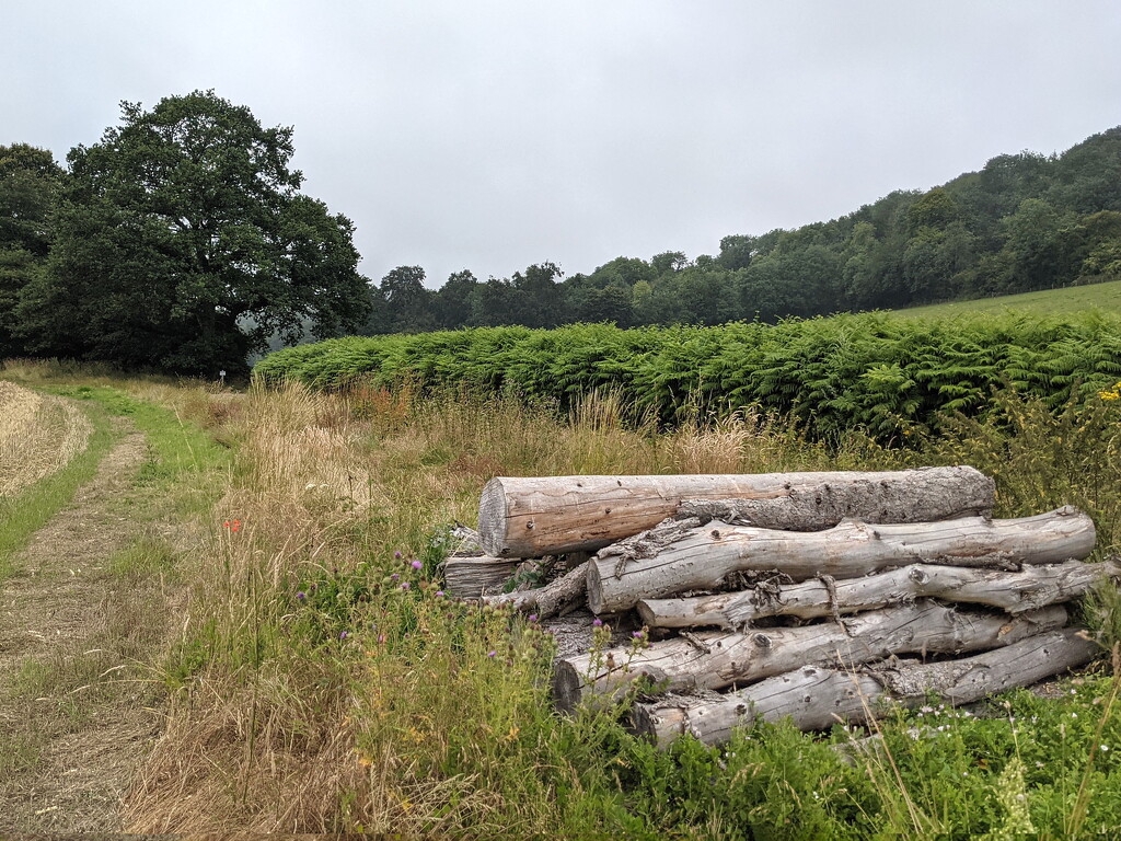 Big Logs From Bottom Wood by bulldog
