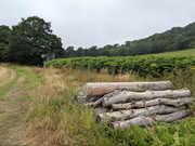 25th Jul 2021 - Big Logs From Bottom Wood