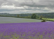 7th Aug 2021 - Lavender Fields