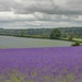 Lavender Fields by shepherdmanswife