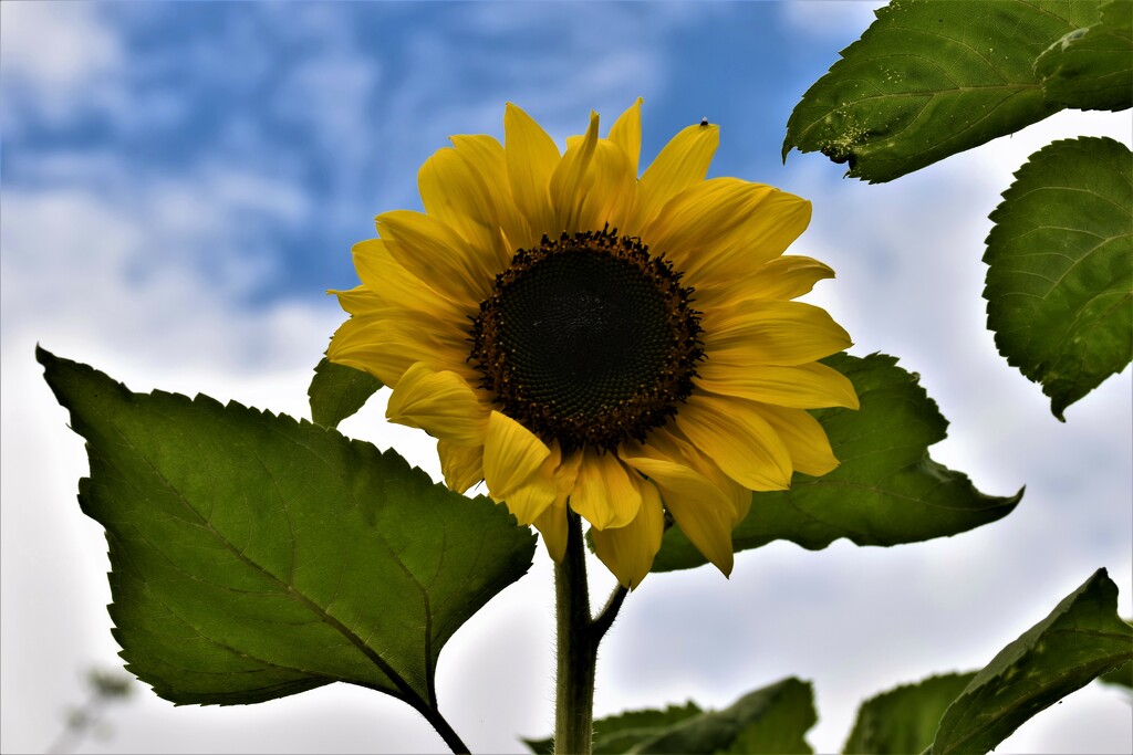 sunflower by christophercox