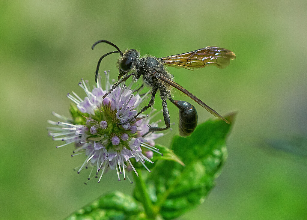 Minty Wasp by gardencat