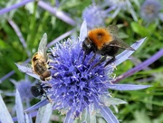 6th Aug 2021 - Hoverfly and Carder bee