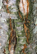 7th Aug 2021 - Abstract tree trunk