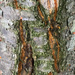 Abstract tree trunk by mittens