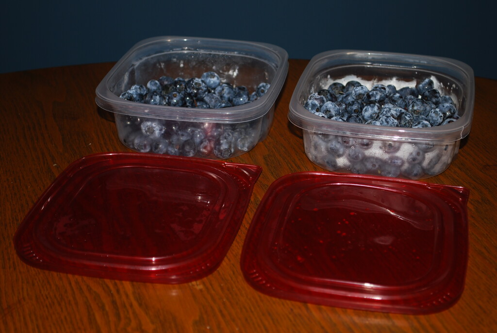 Michigan Blueberries by stillmoments33