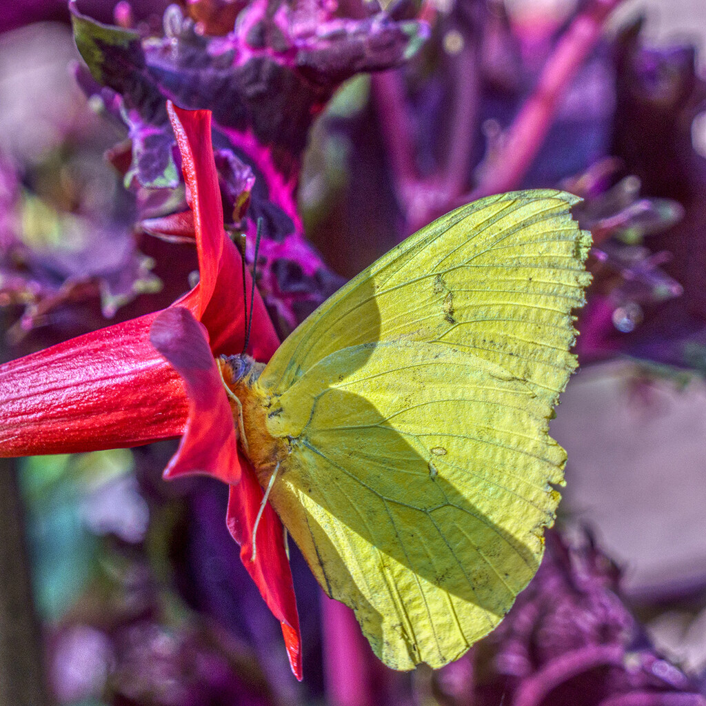 Cloudless Sulphur by k9photo