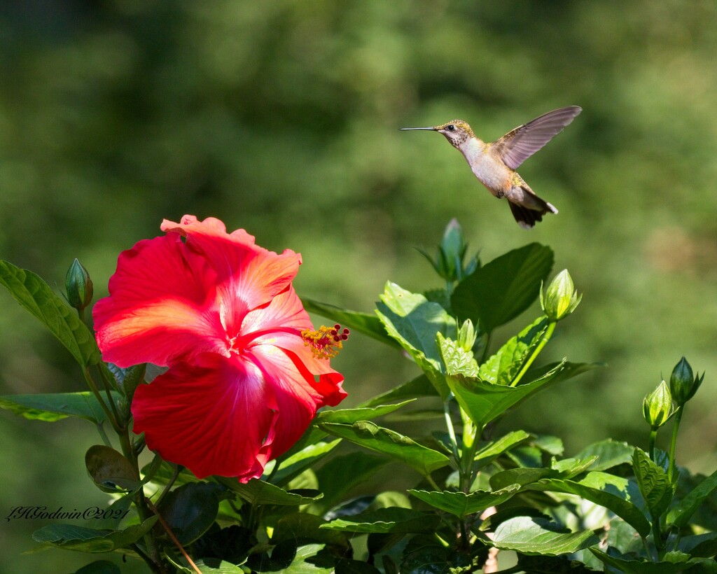 LHG-5737- Hummer  finds Hibiscus bloom by rontu
