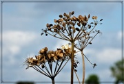 8th Aug 2021 - Cow parsley .