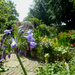 Gaussian Blur Garden by 30pics4jackiesdiamond