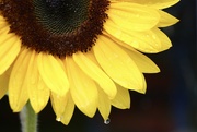 7th Aug 2021 - Saturday Sunflower