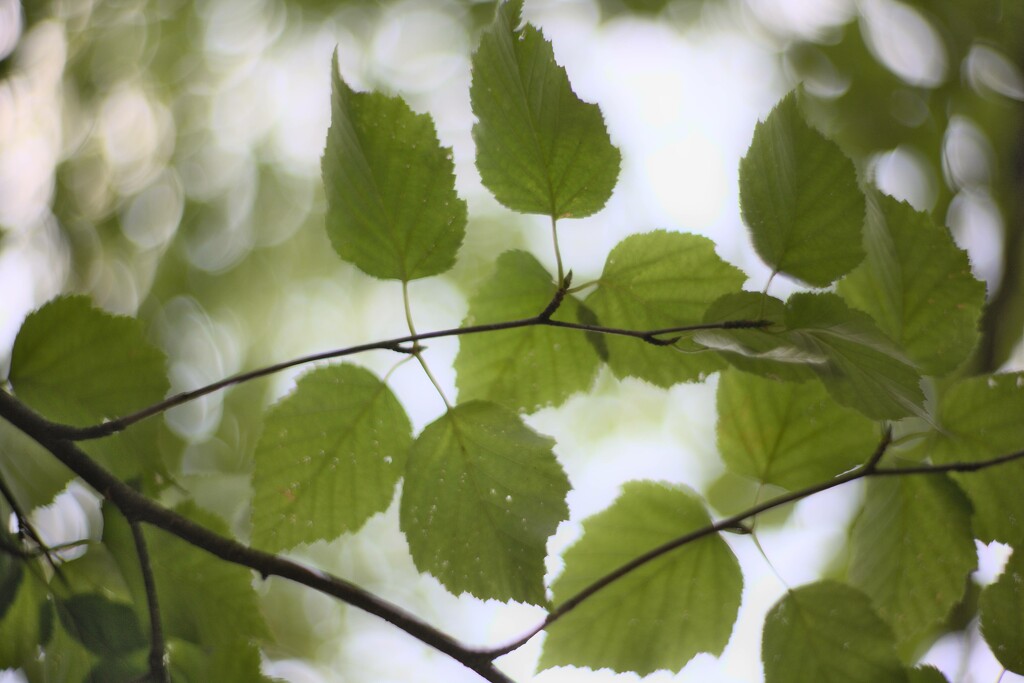 Birch Bokeh by grizzlysghost
