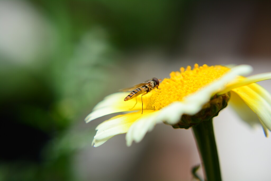 Hoverfly on wildflower by ziggy77