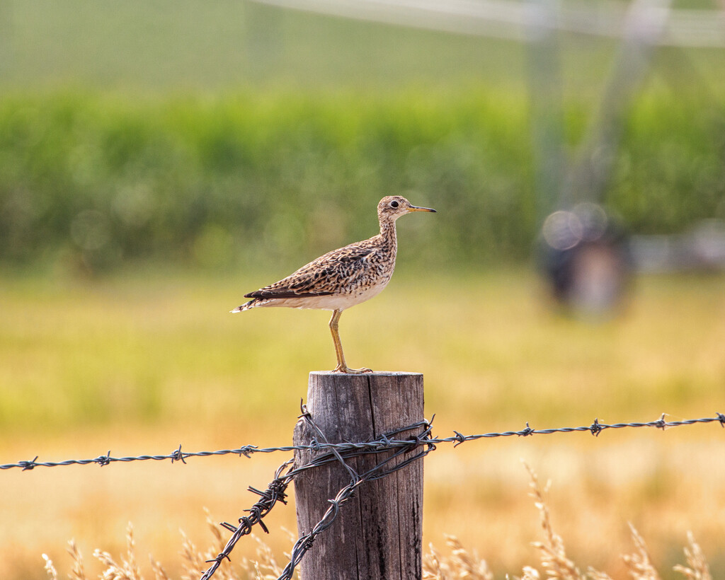 upland sandpiper by aecasey