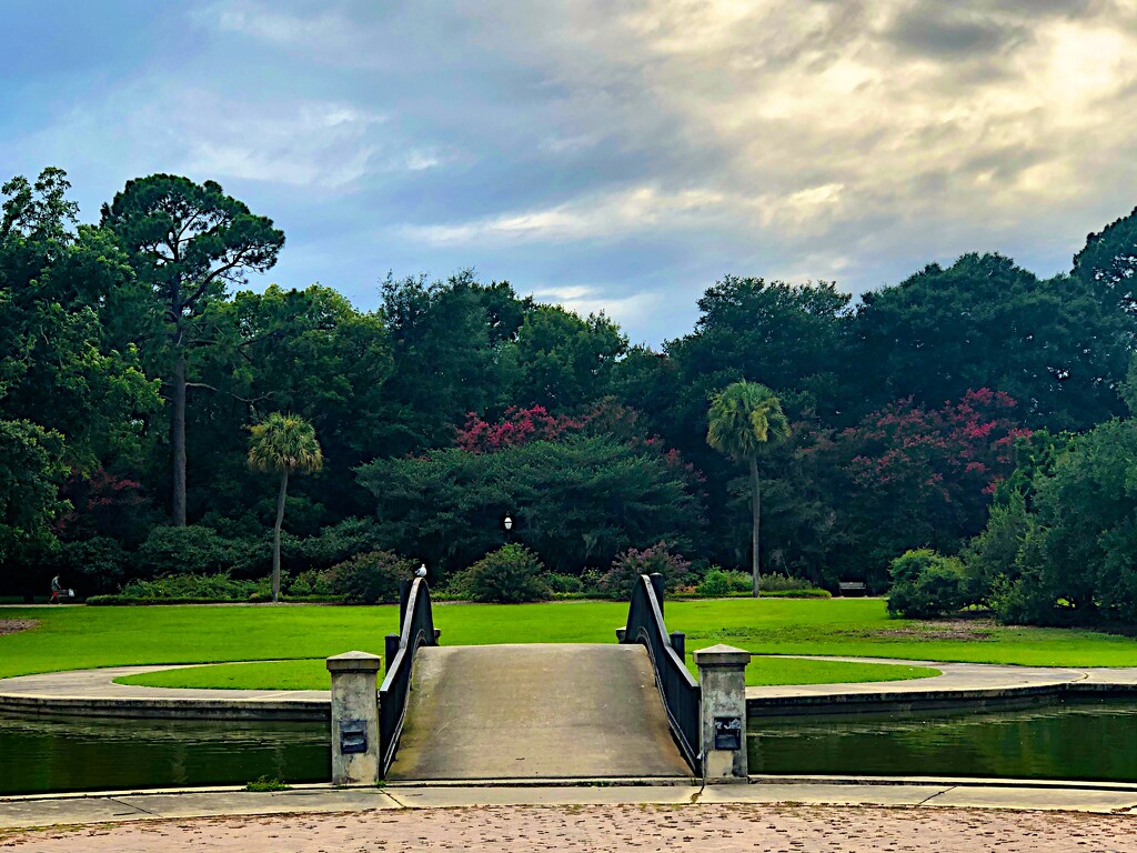 Mid summer, Hampton Park by congaree