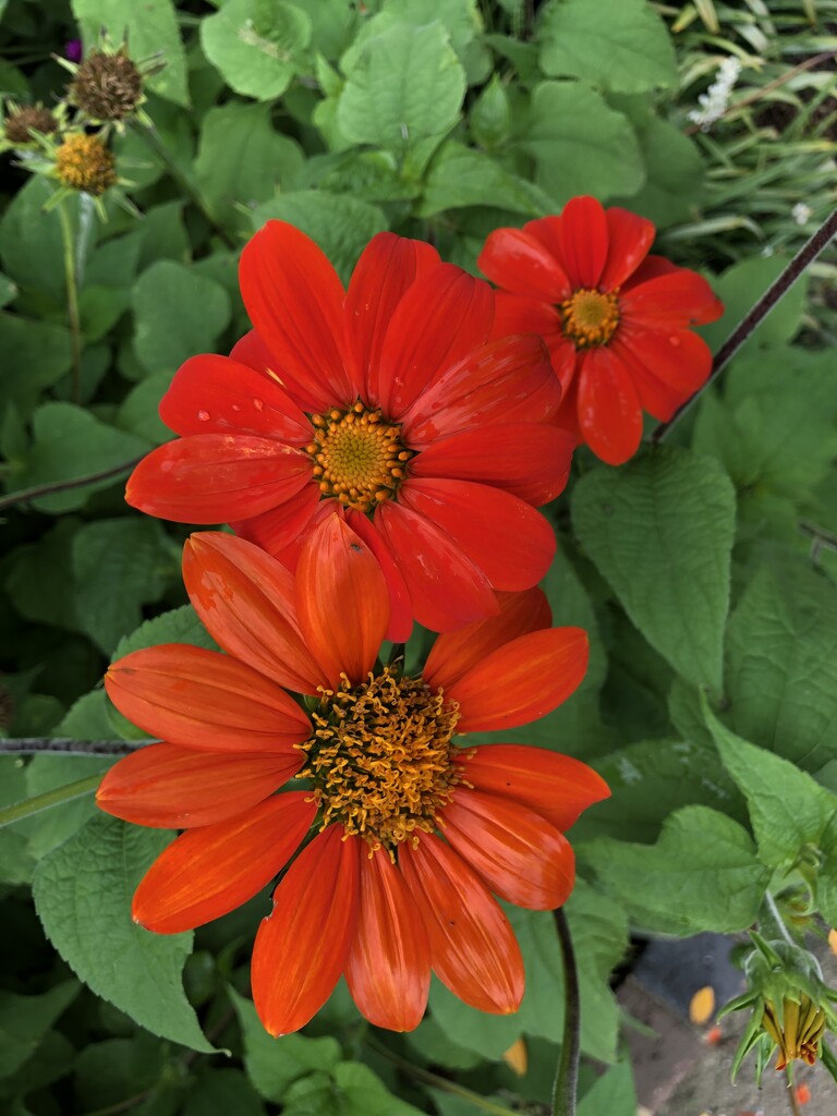 Zinnia fills the gardens at Hampton Park now by congaree