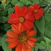 Zinnia fills the gardens at Hampton Park now by congaree
