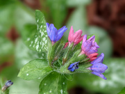 7th May 2021 - Lungwort [Travel day]
