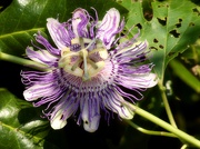 8th Aug 2021 - Passiflora incarnata...