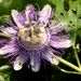 Passiflora incarnata... by marlboromaam