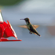 8th Aug 2021 - Hummingbird in Flight