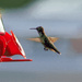 Hummingbird in Flight by rosiekerr
