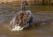 6th Aug 2021 - Goosey Ablutions