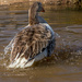 Goosey Ablutions by seacreature