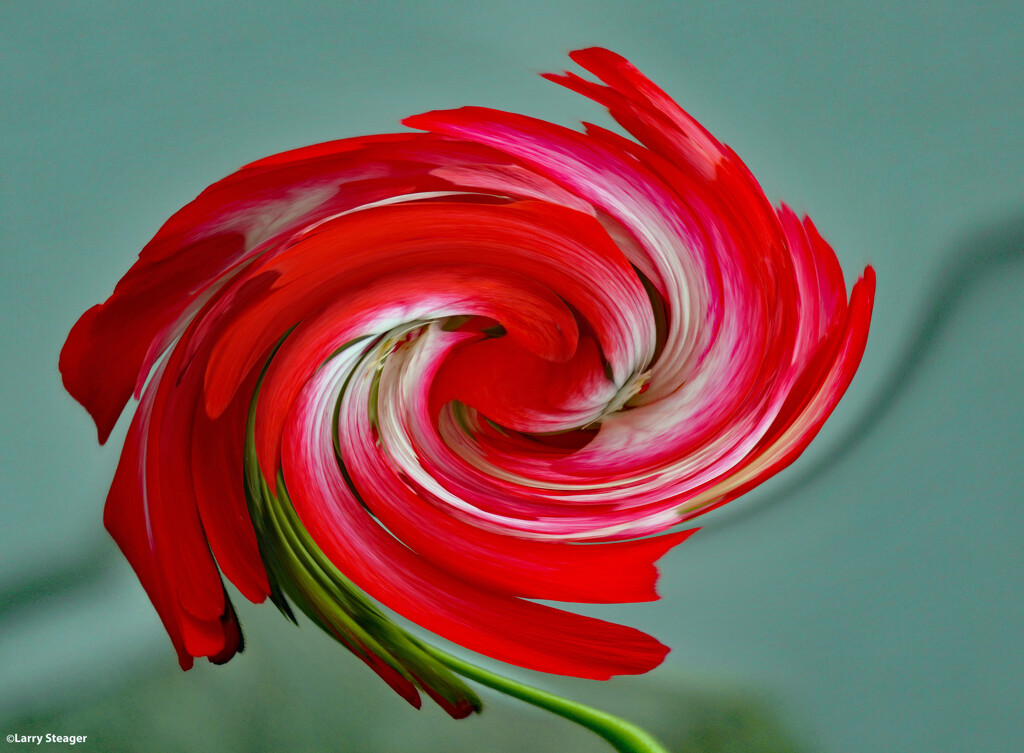 Geranium bloom with a twirl by larrysphotos