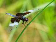7th Aug 2021 - widow skimmer dragonfly 