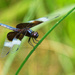 widow skimmer dragonfly  by rminer
