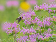 7th Aug 2021 - wild bergamot and bumblebee