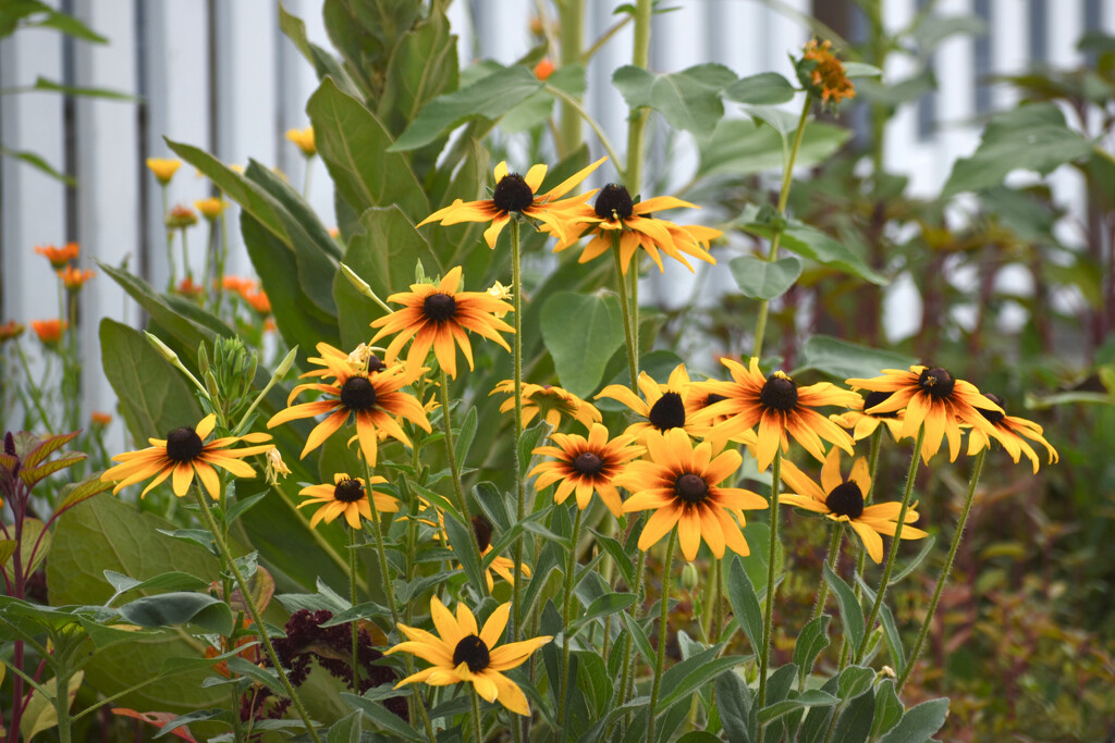 Rudbeckia by bjywamer