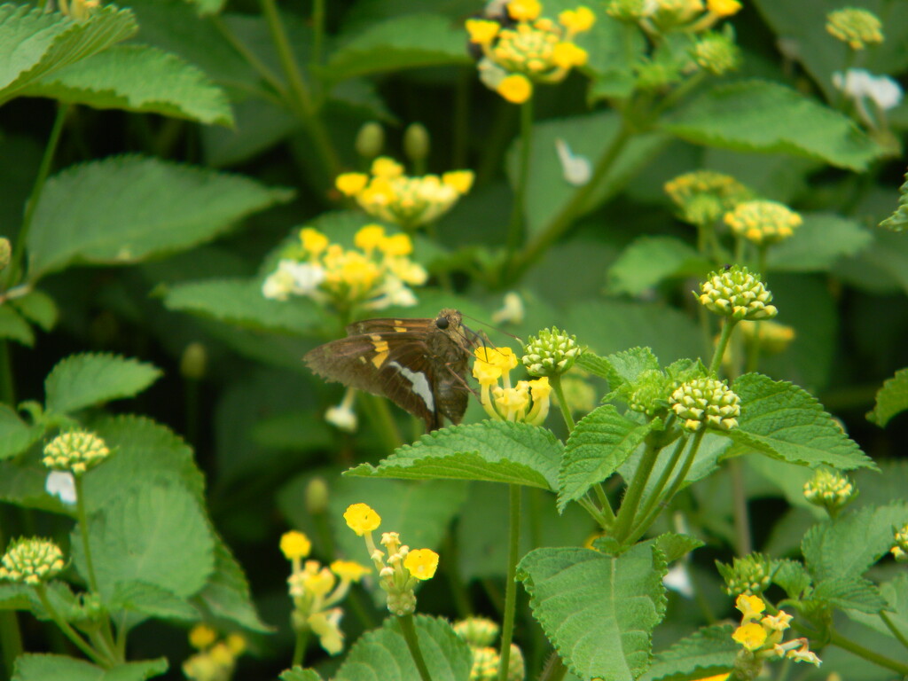 Brown Butterfly in Neighborhood Garden by sfeldphotos