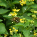 Brown Butterfly in Neighborhood Garden by sfeldphotos