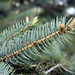 Blue spruce by rhoing